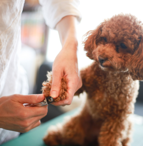 GROOMING-2.webp