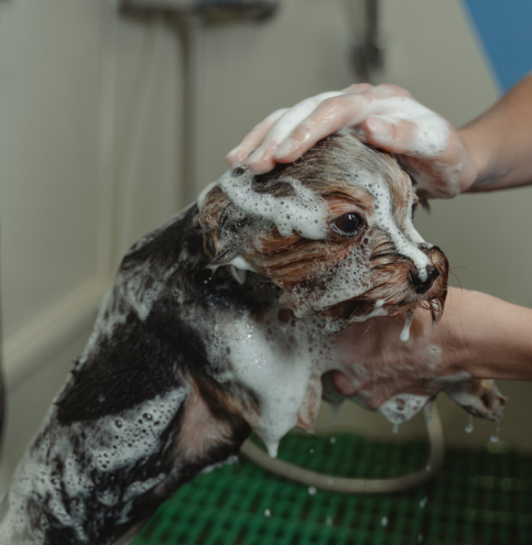 bath-2.webp
