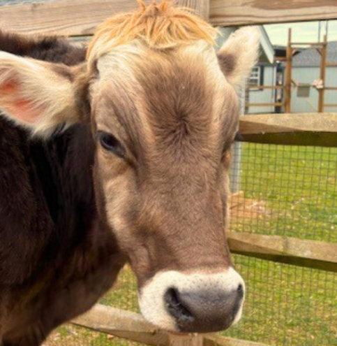 cow-1024-x-683-px.webp