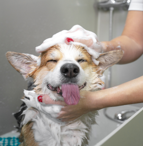 dog bath