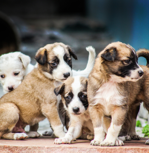 puppies