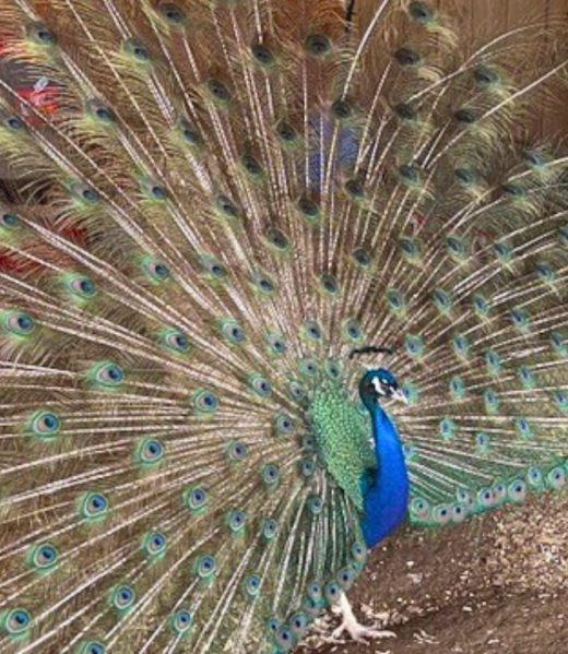 peacock (1024 x 768 px)