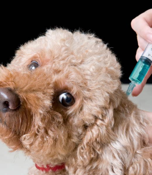 vaccines-7.webp
